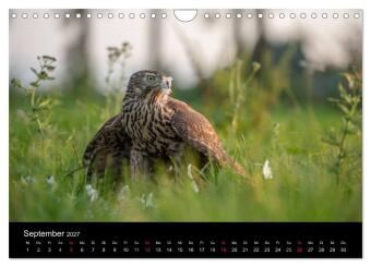 Falknerei Der Habicht (Wandkalender 2027 DIN A4 quer), CALVENDO Monatskalender