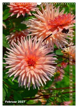 Dahlien - Blütenträume (Wandkalender 2027 DIN A3 hoch), CALVENDO Monatskalender