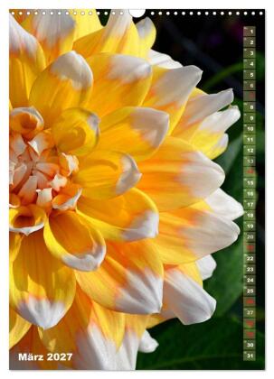 Dahlien - Blütenträume (Wandkalender 2027 DIN A3 hoch), CALVENDO Monatskalender
