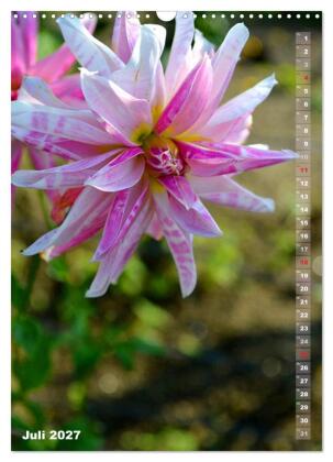 Dahlien - Blütenträume (Wandkalender 2027 DIN A3 hoch), CALVENDO Monatskalender