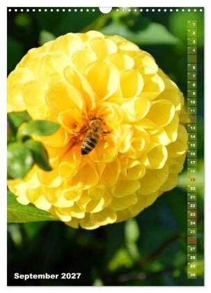 Dahlien - Blütenträume (Wandkalender 2027 DIN A3 hoch), CALVENDO Monatskalender