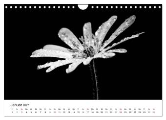 Blumen 2027, Schwarz-Weiß (Wandkalender 2027 DIN A4 quer), CALVENDO Monatskalender