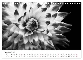Blumen 2027, Schwarz-Weiß (Wandkalender 2027 DIN A4 quer), CALVENDO Monatskalender