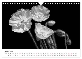Blumen 2027, Schwarz-Weiß (Wandkalender 2027 DIN A4 quer), CALVENDO Monatskalender