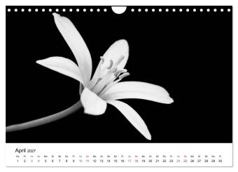 Blumen 2027, Schwarz-Weiß (Wandkalender 2027 DIN A4 quer), CALVENDO Monatskalender