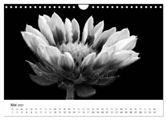 Blumen 2027, Schwarz-Weiß (Wandkalender 2027 DIN A4 quer), CALVENDO Monatskalender