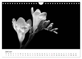 Blumen 2027, Schwarz-Weiß (Wandkalender 2027 DIN A4 quer), CALVENDO Monatskalender