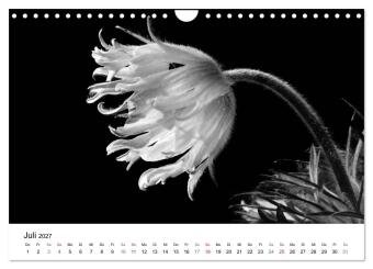 Blumen 2027, Schwarz-Weiß (Wandkalender 2027 DIN A4 quer), CALVENDO Monatskalender
