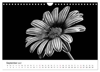 Blumen 2027, Schwarz-Weiß (Wandkalender 2027 DIN A4 quer), CALVENDO Monatskalender