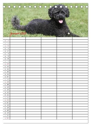 Der Pudel-Familienplaner (Tischkalender 2027 DIN A5 hoch), CALVENDO Monatskalender