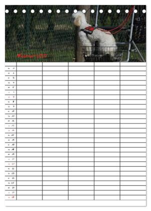 Der Pudel-Familienplaner (Tischkalender 2027 DIN A5 hoch), CALVENDO Monatskalender