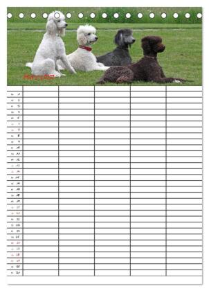 Der Pudel-Familienplaner (Tischkalender 2027 DIN A5 hoch), CALVENDO Monatskalender