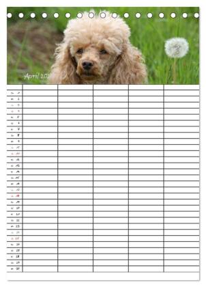 Der Pudel-Familienplaner (Tischkalender 2027 DIN A5 hoch), CALVENDO Monatskalender