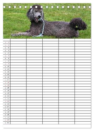 Der Pudel-Familienplaner (Tischkalender 2027 DIN A5 hoch), CALVENDO Monatskalender