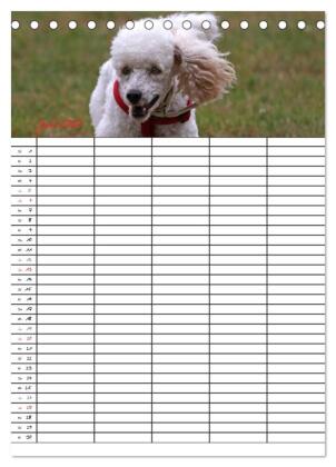 Der Pudel-Familienplaner (Tischkalender 2027 DIN A5 hoch), CALVENDO Monatskalender