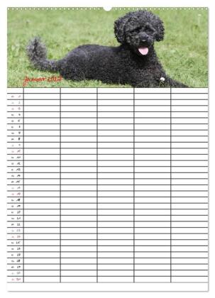 Der Pudel-Familienplaner (hochwertiger Premium Wandkalender 2027 DIN A2 hoch), Kunstdruck in Hochglanz