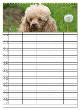 Der Pudel-Familienplaner (hochwertiger Premium Wandkalender 2027 DIN A2 hoch), Kunstdruck in Hochglanz