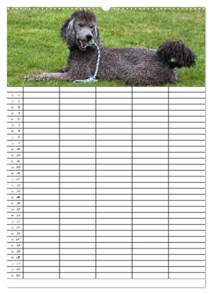 Der Pudel-Familienplaner (hochwertiger Premium Wandkalender 2027 DIN A2 hoch), Kunstdruck in Hochglanz