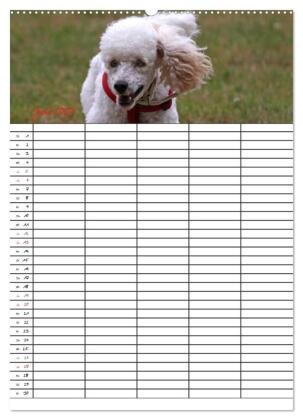 Der Pudel-Familienplaner (hochwertiger Premium Wandkalender 2027 DIN A2 hoch), Kunstdruck in Hochglanz