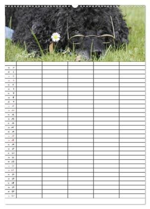 Der Pudel-Familienplaner (hochwertiger Premium Wandkalender 2027 DIN A2 hoch), Kunstdruck in Hochglanz