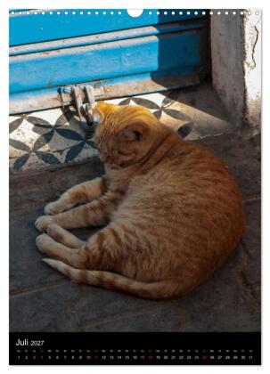 Katzen in Marokko (Wandkalender 2027 DIN A3 hoch), CALVENDO Monatskalender