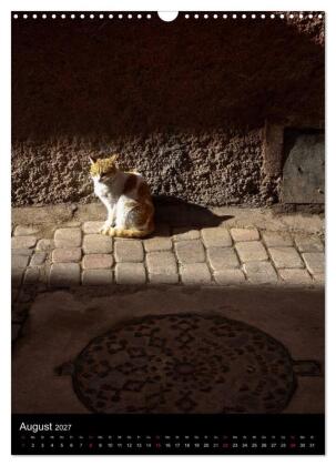 Katzen in Marokko (Wandkalender 2027 DIN A3 hoch), CALVENDO Monatskalender