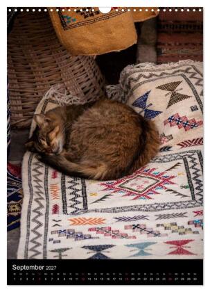 Katzen in Marokko (Wandkalender 2027 DIN A3 hoch), CALVENDO Monatskalender