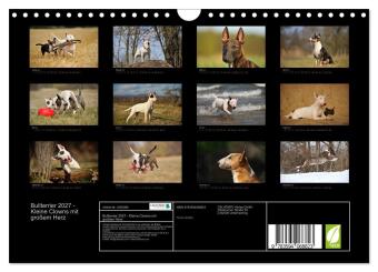 Bullterrier 2027 - Kleine Clowns mit großem Herz (Wandkalender 2027 DIN A4 quer), CALVENDO Monatskalender