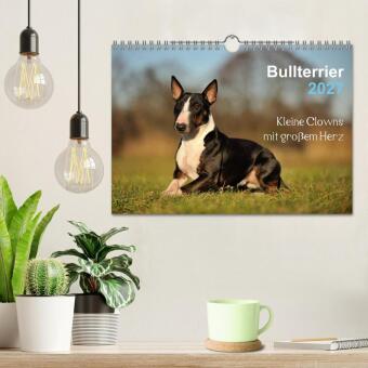 Bullterrier 2027 - Kleine Clowns mit großem Herz (Wandkalender 2027 DIN A4 quer), CALVENDO Monatskalender
