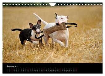 Bullterrier 2027 - Kleine Clowns mit großem Herz (Wandkalender 2027 DIN A4 quer), CALVENDO Monatskalender