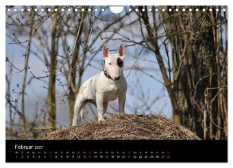 Bullterrier 2027 - Kleine Clowns mit großem Herz (Wandkalender 2027 DIN A4 quer), CALVENDO Monatskalender