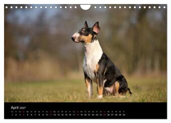 Bullterrier 2027 - Kleine Clowns mit großem Herz (Wandkalender 2027 DIN A4 quer), CALVENDO Monatskalender