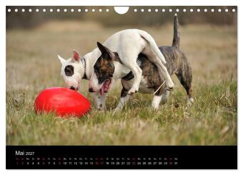 Bullterrier 2027 - Kleine Clowns mit großem Herz (Wandkalender 2027 DIN A4 quer), CALVENDO Monatskalender