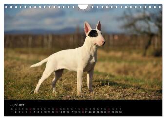 Bullterrier 2027 - Kleine Clowns mit großem Herz (Wandkalender 2027 DIN A4 quer), CALVENDO Monatskalender