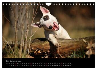 Bullterrier 2027 - Kleine Clowns mit großem Herz (Wandkalender 2027 DIN A4 quer), CALVENDO Monatskalender