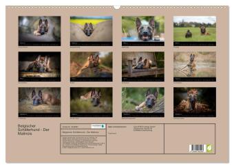 Belgischer Schäferhund - Der Malinois (Wandkalender 2027 DIN A2 quer), CALVENDO Monatskalender