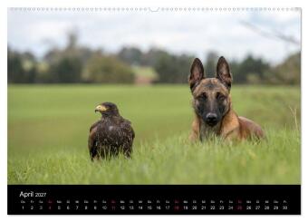 Belgischer Schäferhund - Der Malinois (Wandkalender 2027 DIN A2 quer), CALVENDO Monatskalender