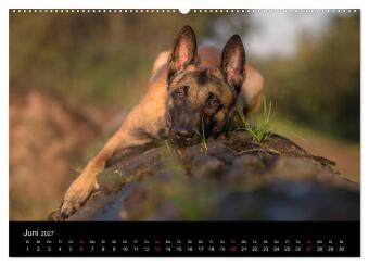 Belgischer Schäferhund - Der Malinois (Wandkalender 2027 DIN A2 quer), CALVENDO Monatskalender