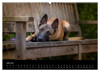 Belgischer Schäferhund - Der Malinois (Wandkalender 2027 DIN A2 quer), CALVENDO Monatskalender
