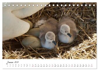 Vom Küken zum Schwan (Tischkalender 2027 DIN A5 quer), CALVENDO Monatskalender