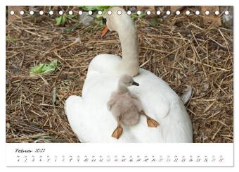Vom Küken zum Schwan (Tischkalender 2027 DIN A5 quer), CALVENDO Monatskalender
