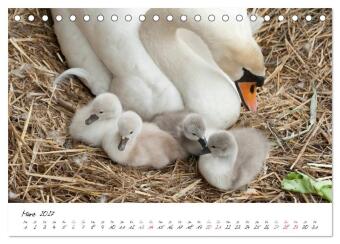 Vom Küken zum Schwan (Tischkalender 2027 DIN A5 quer), CALVENDO Monatskalender