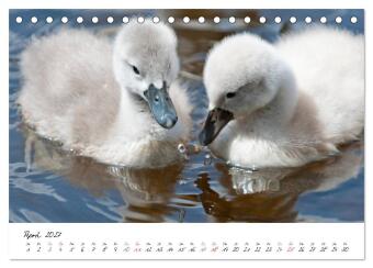 Vom Küken zum Schwan (Tischkalender 2027 DIN A5 quer), CALVENDO Monatskalender