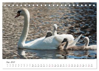 Vom Küken zum Schwan (Tischkalender 2027 DIN A5 quer), CALVENDO Monatskalender