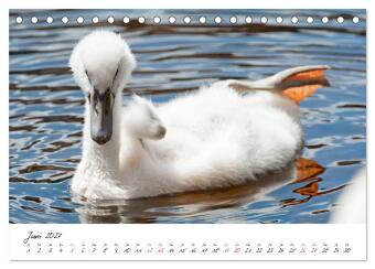 Vom Küken zum Schwan (Tischkalender 2027 DIN A5 quer), CALVENDO Monatskalender