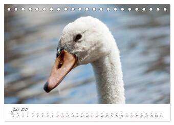 Vom Küken zum Schwan (Tischkalender 2027 DIN A5 quer), CALVENDO Monatskalender