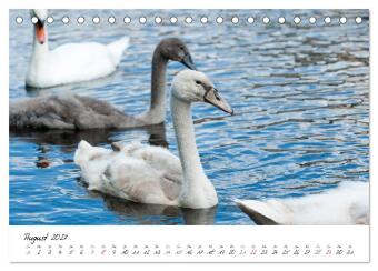 Vom Küken zum Schwan (Tischkalender 2027 DIN A5 quer), CALVENDO Monatskalender