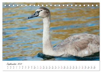 Vom Küken zum Schwan (Tischkalender 2027 DIN A5 quer), CALVENDO Monatskalender