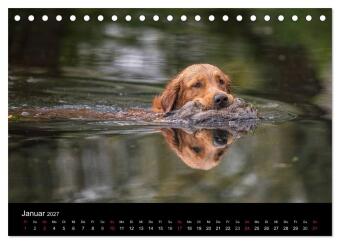 Jagdhunde bei der Arbeit (Tischkalender 2027 DIN A5 quer), CALVENDO Monatskalender