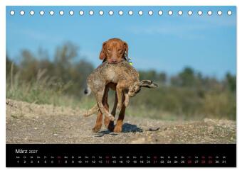 Jagdhunde bei der Arbeit (Tischkalender 2027 DIN A5 quer), CALVENDO Monatskalender